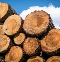 largest wood producing countries